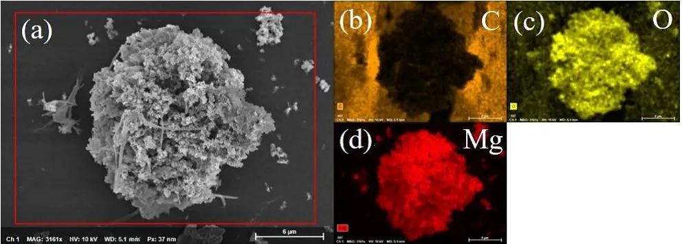 掃描電鏡（SEM）分析